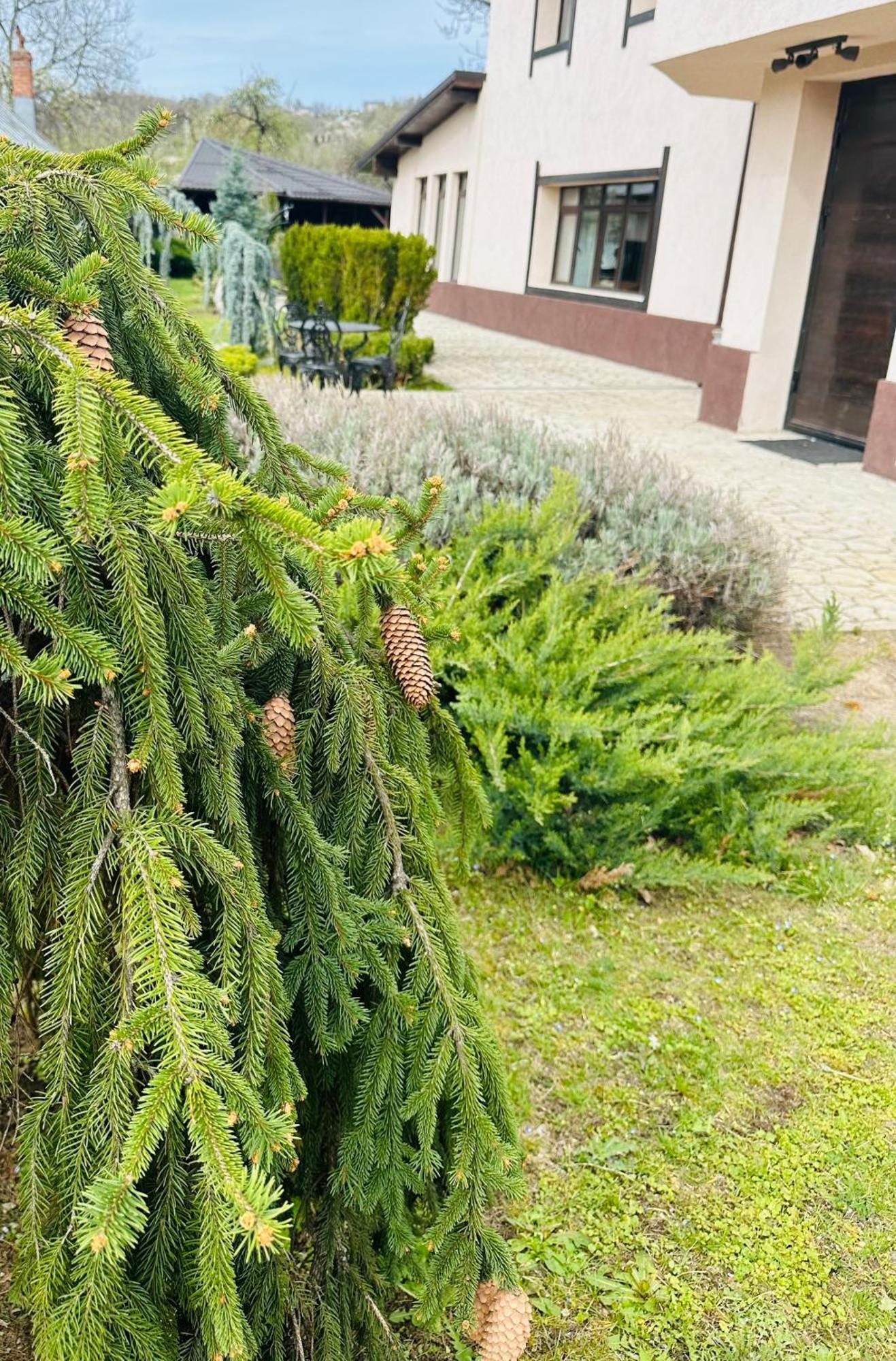 Casa Pisica Noastra Hotel Breaza  Eksteriør billede